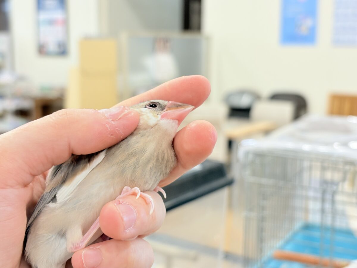 桜文鳥