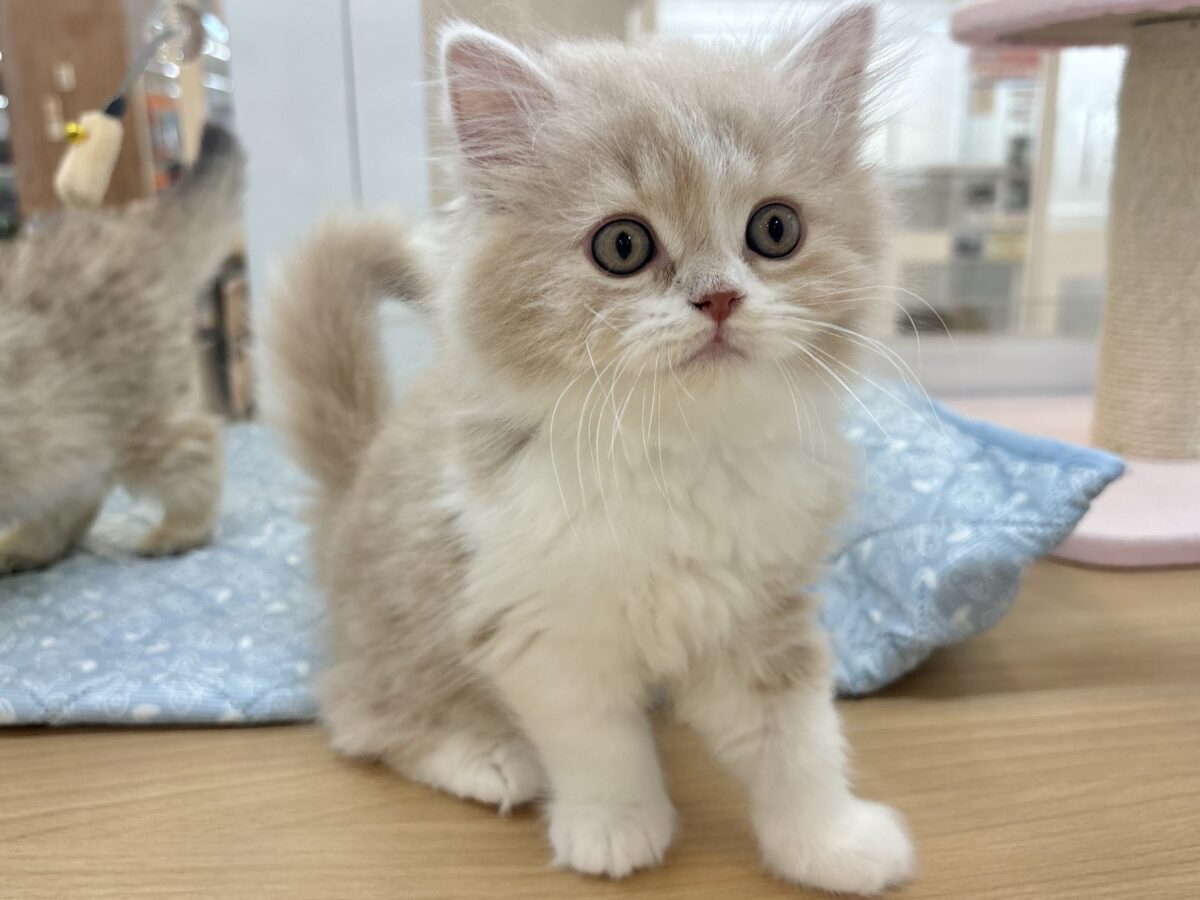 スコティッシュフォールド