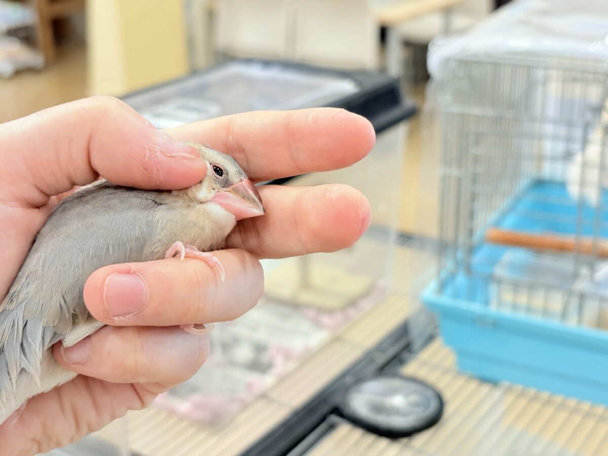 桜文鳥
