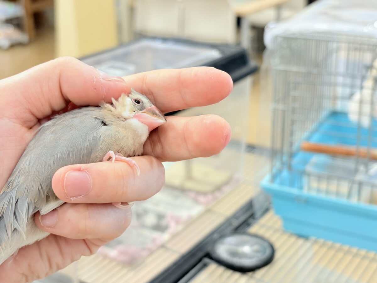 桜文鳥