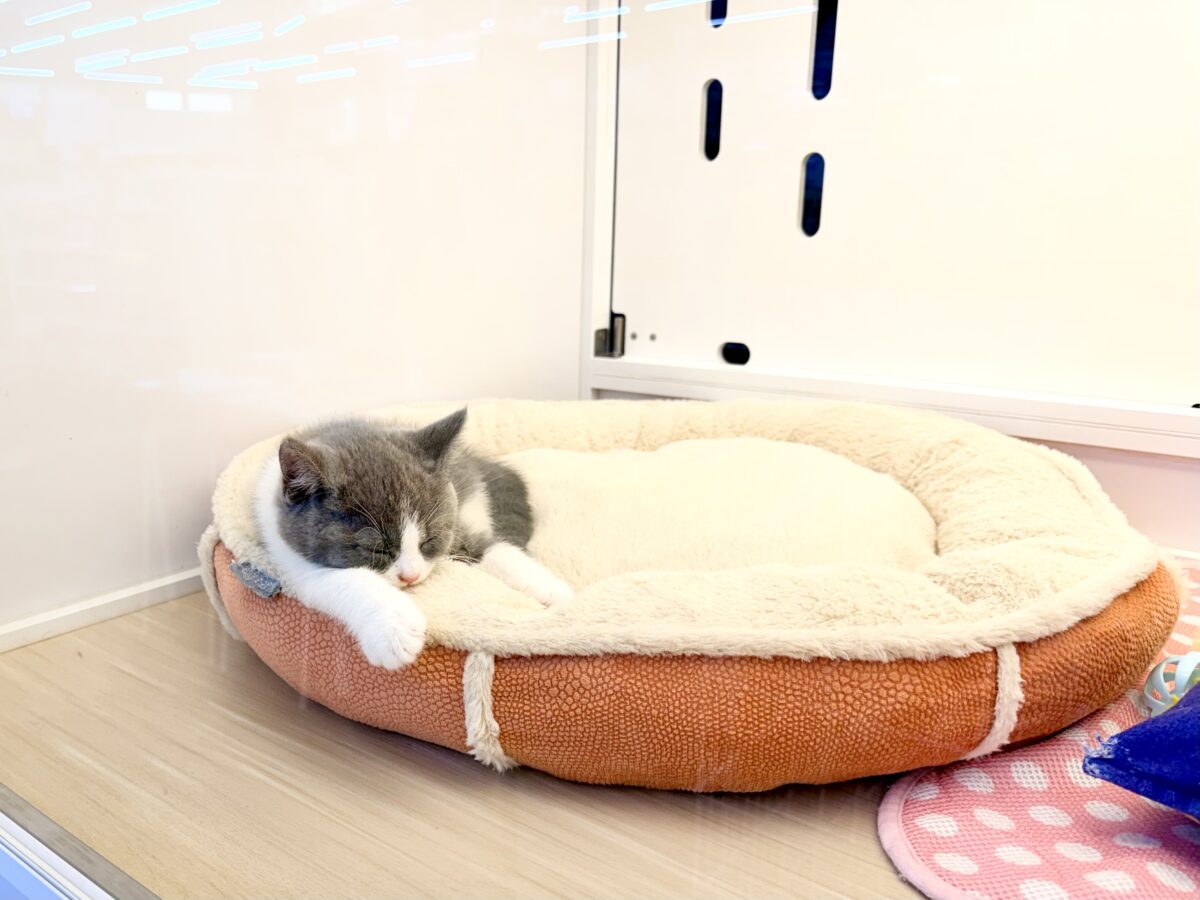 ブリティッシュショートヘア