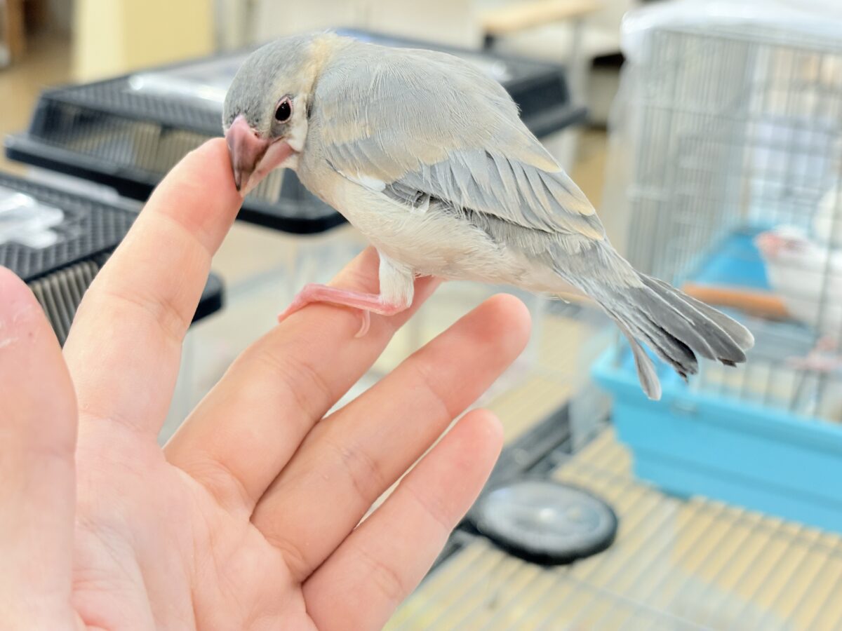 桜文鳥