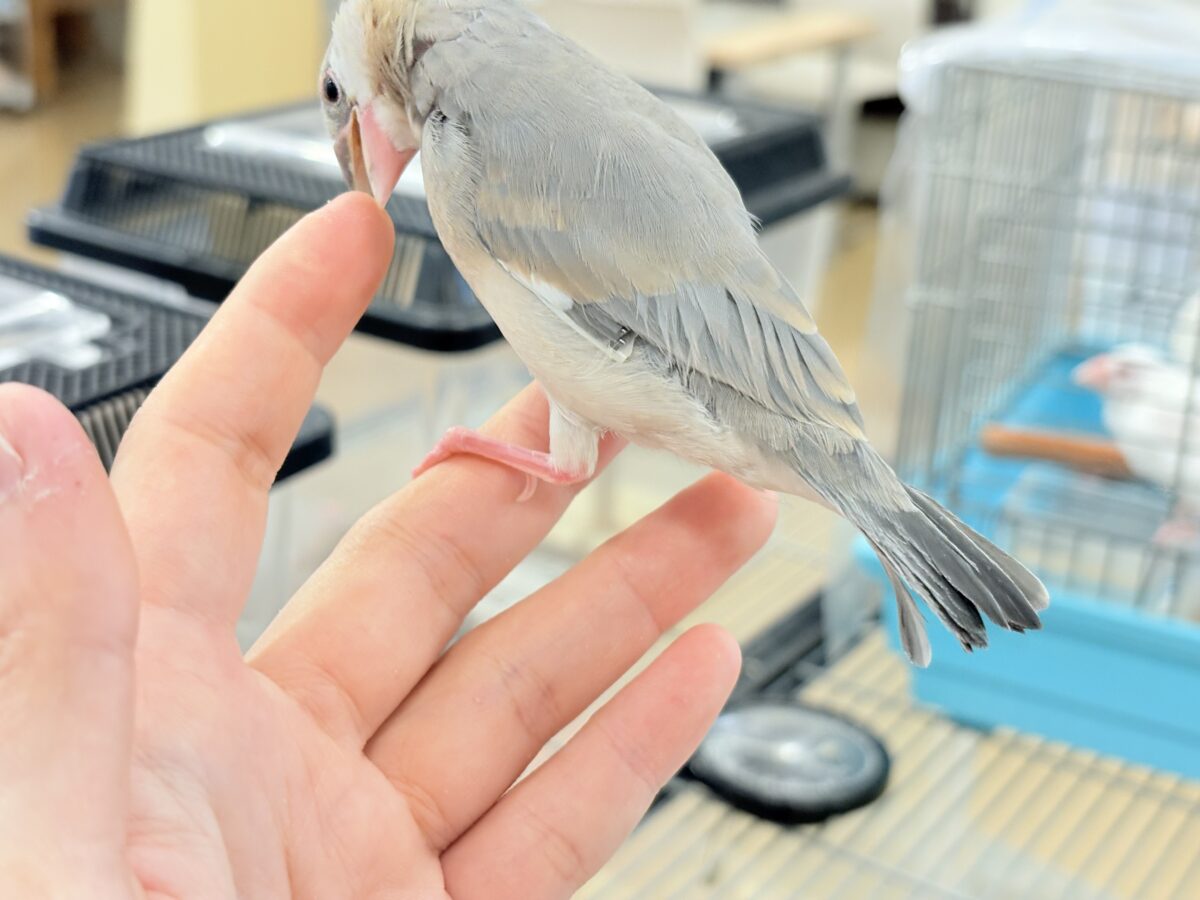 桜文鳥