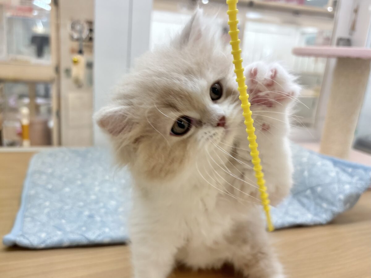 スコティッシュフォールド