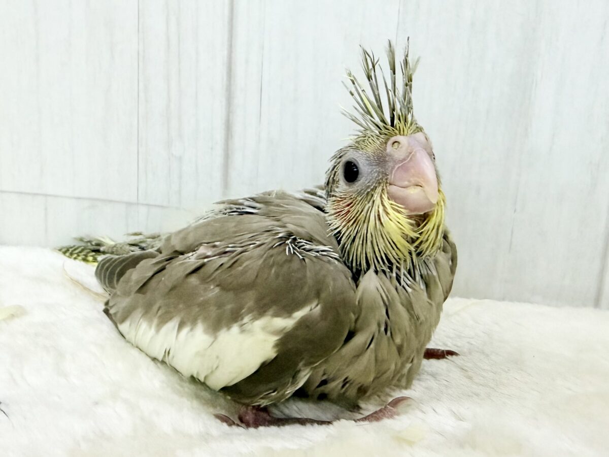 オカメインコ