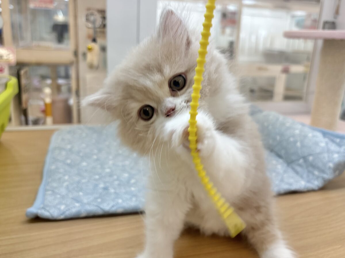 スコティッシュフォールド