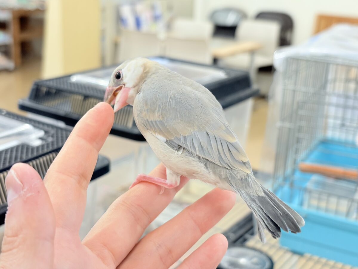桜文鳥