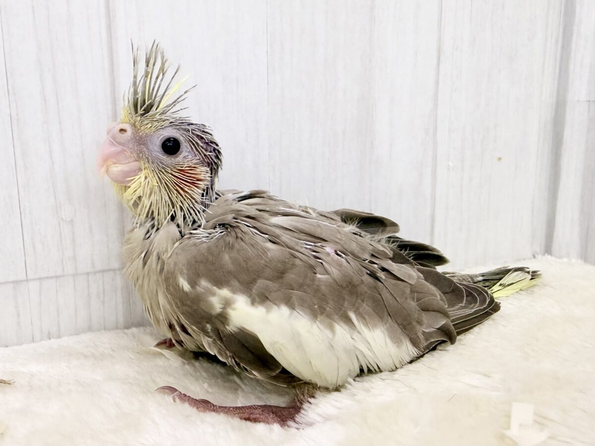 オカメインコ