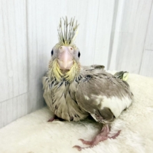 ファ〜～♪♪の音を奏でるよ💕オカメインコのヒナ(シナモン)入荷しました❤️