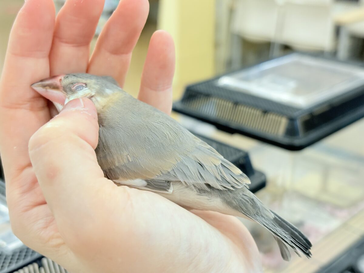 桜文鳥