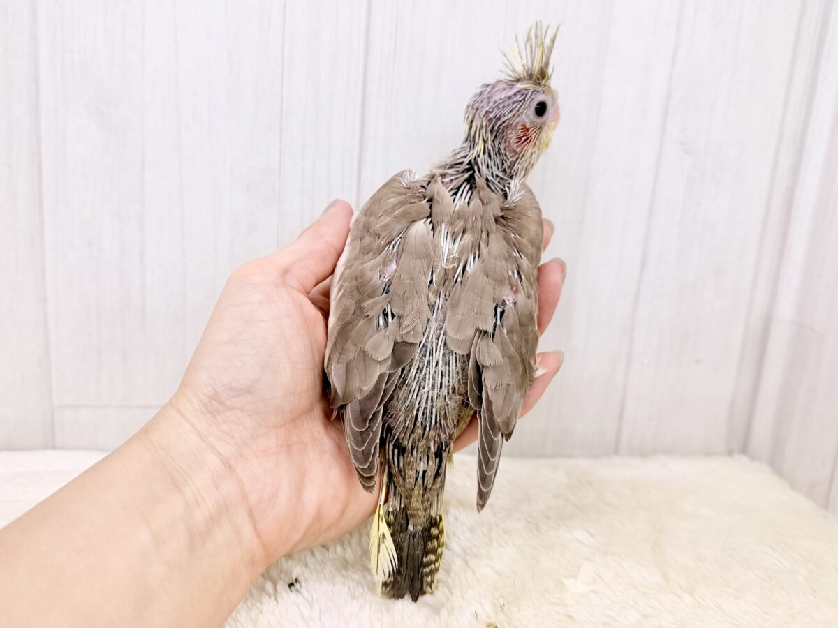 最新画像更新✨️どんどん馴れてきました〜オカメインコのヒナ(シナモン)入荷しました❤️ オカメインコ