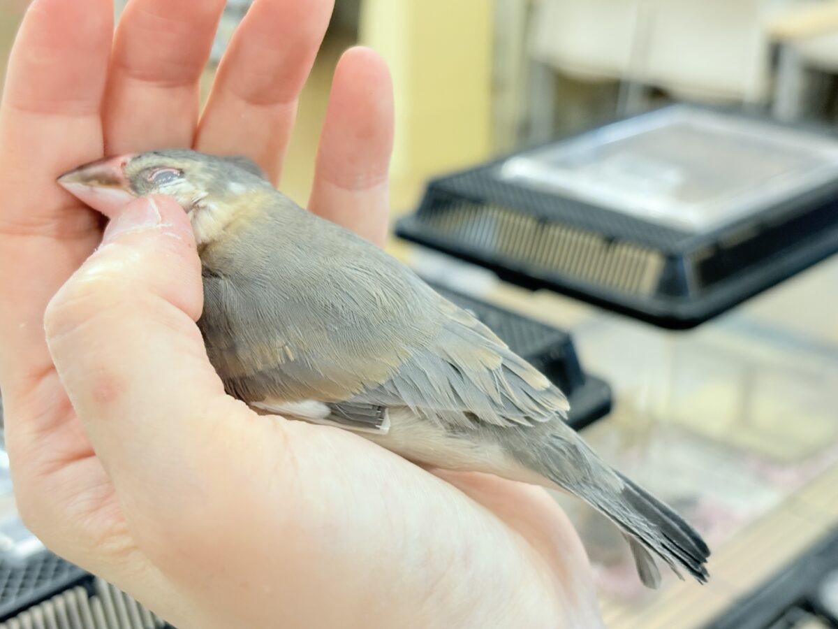 桜文鳥