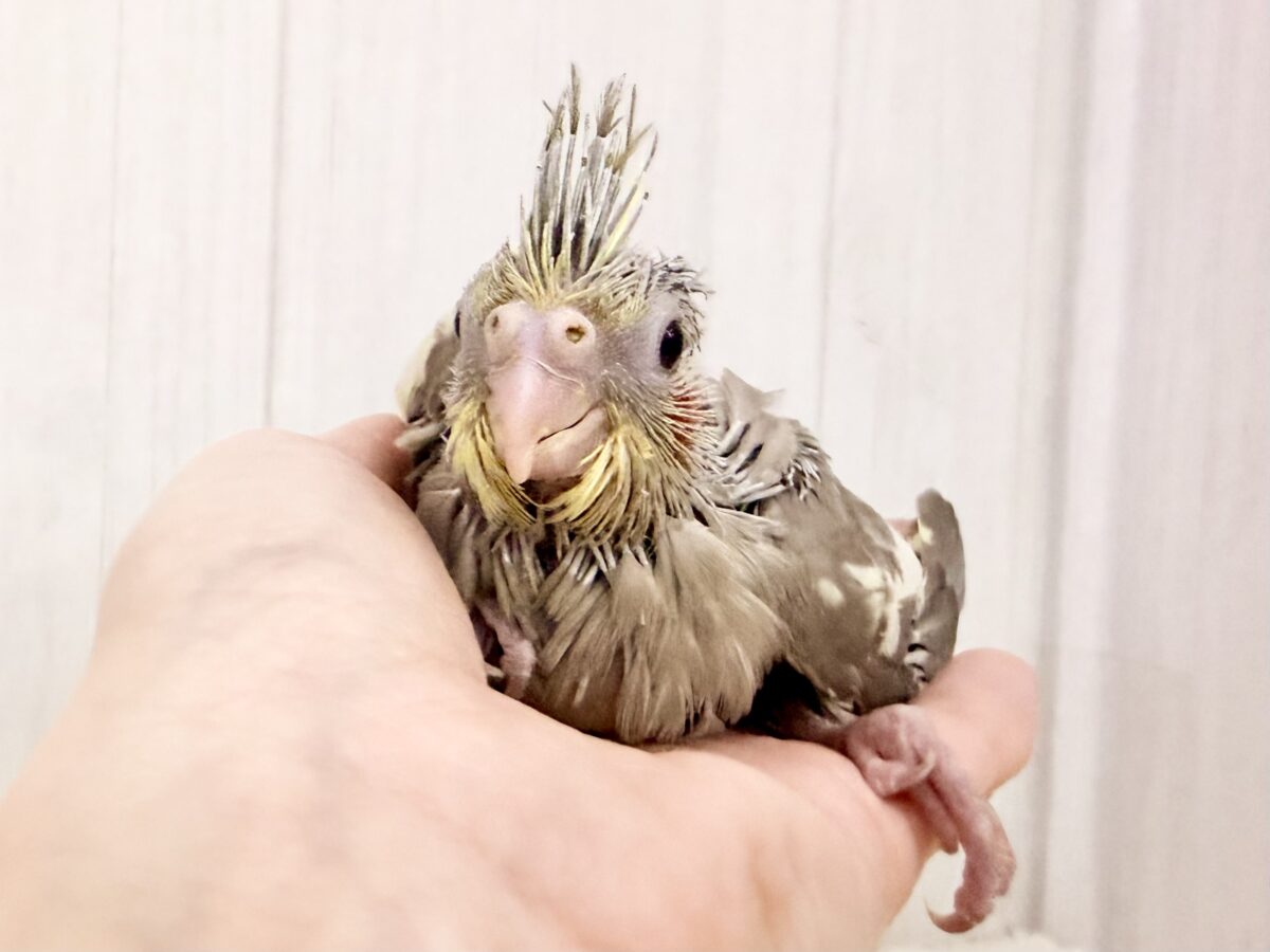 オカメインコ