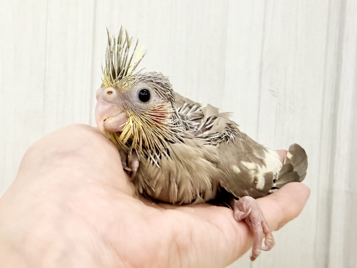 最新画像更新✨️どんどん馴れてきました〜オカメインコのヒナ(シナモン)入荷しました❤️ オカメインコ