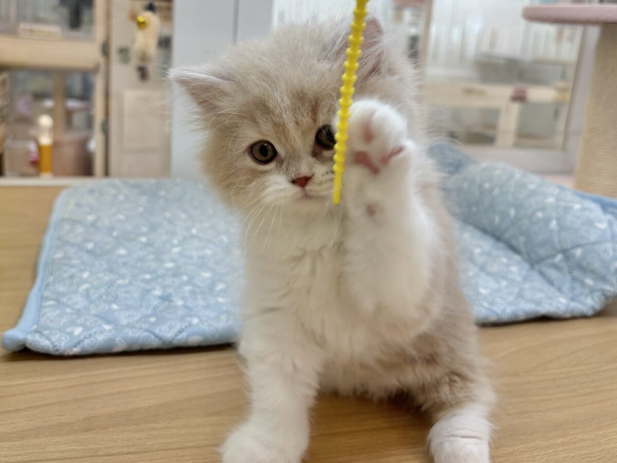 スコティッシュフォールド