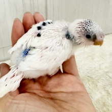白勝ち‎🤍片羽に点々模様の個性派✨️セキセイインコのヒナ(ブルーパイド)入荷しました❤️