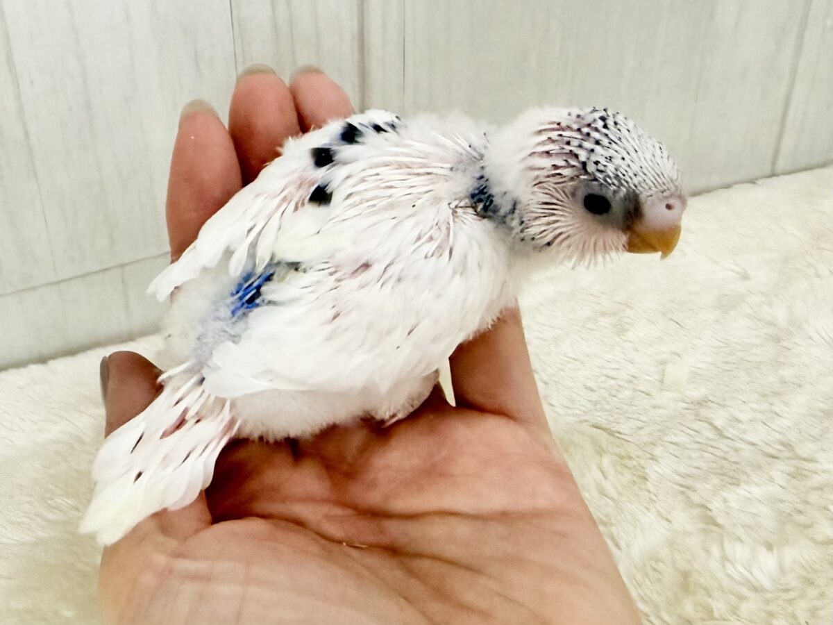 白勝ち‎🤍片羽に点々模様の個性派✨️セキセイインコのヒナ(ブルーパイド)入荷しました❤️