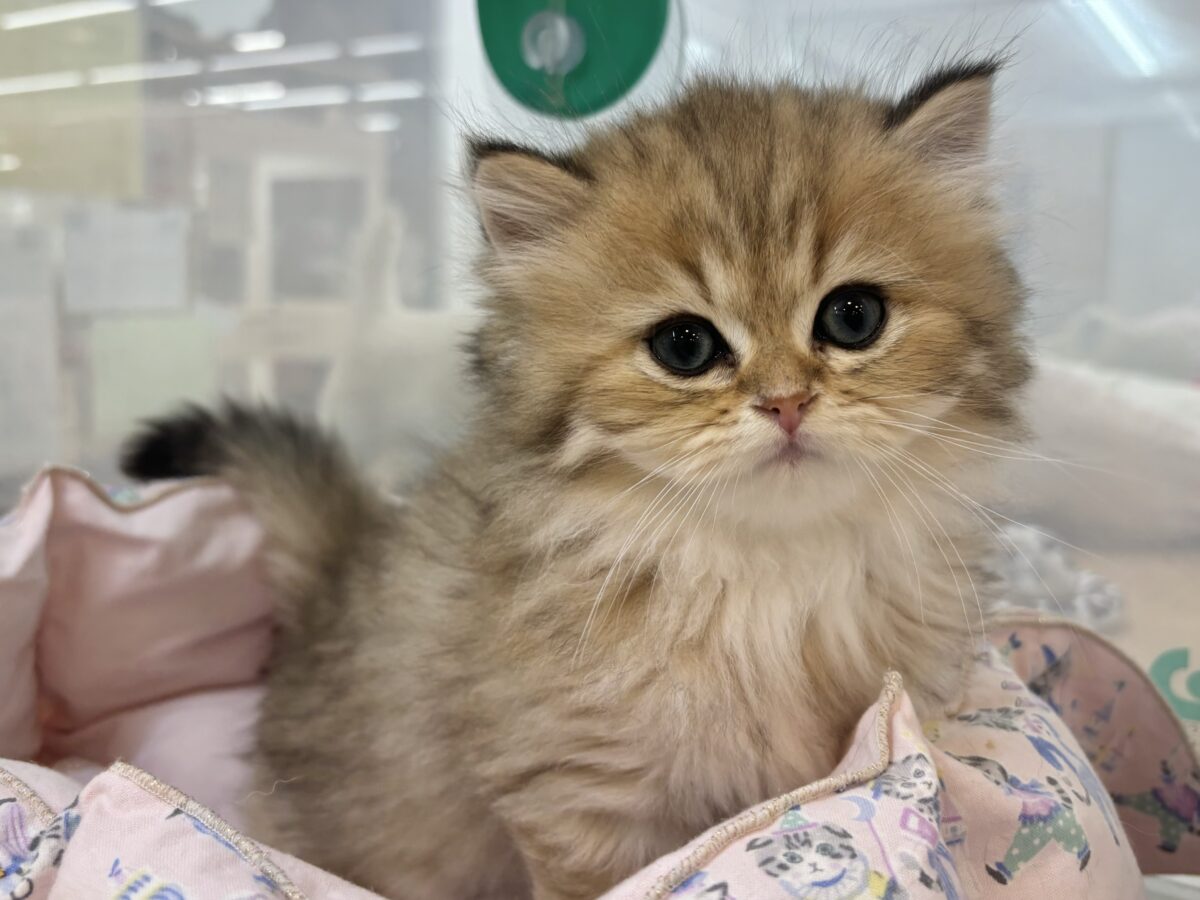 ブリティッシュショートヘア