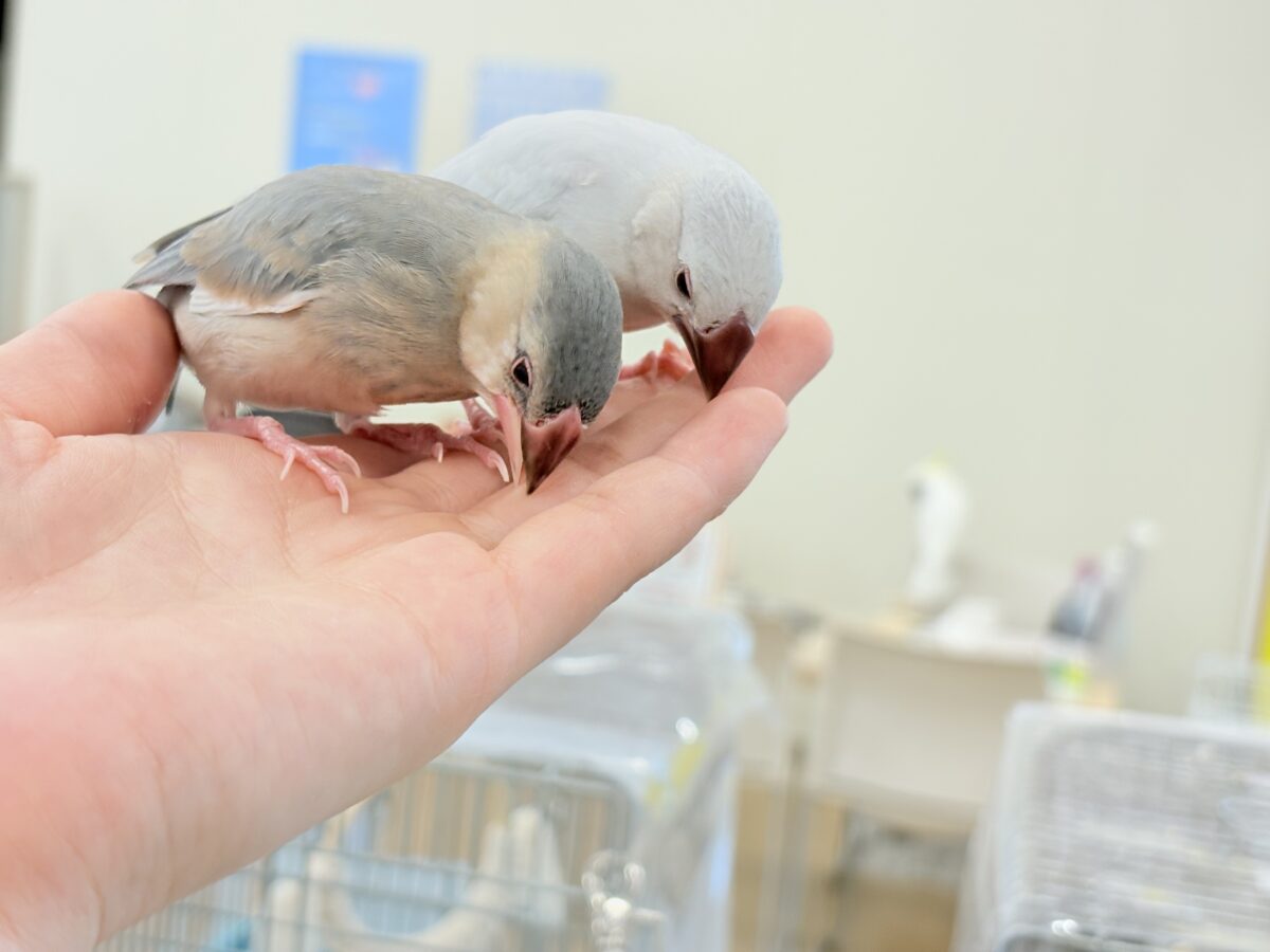 桜文鳥