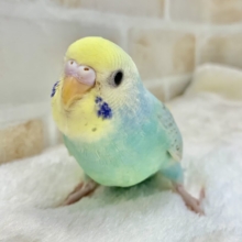 6月9日(火)【最新画像更新】めちゃキュート🥰💕　セキセイインコ（パステルレインボーパイド）