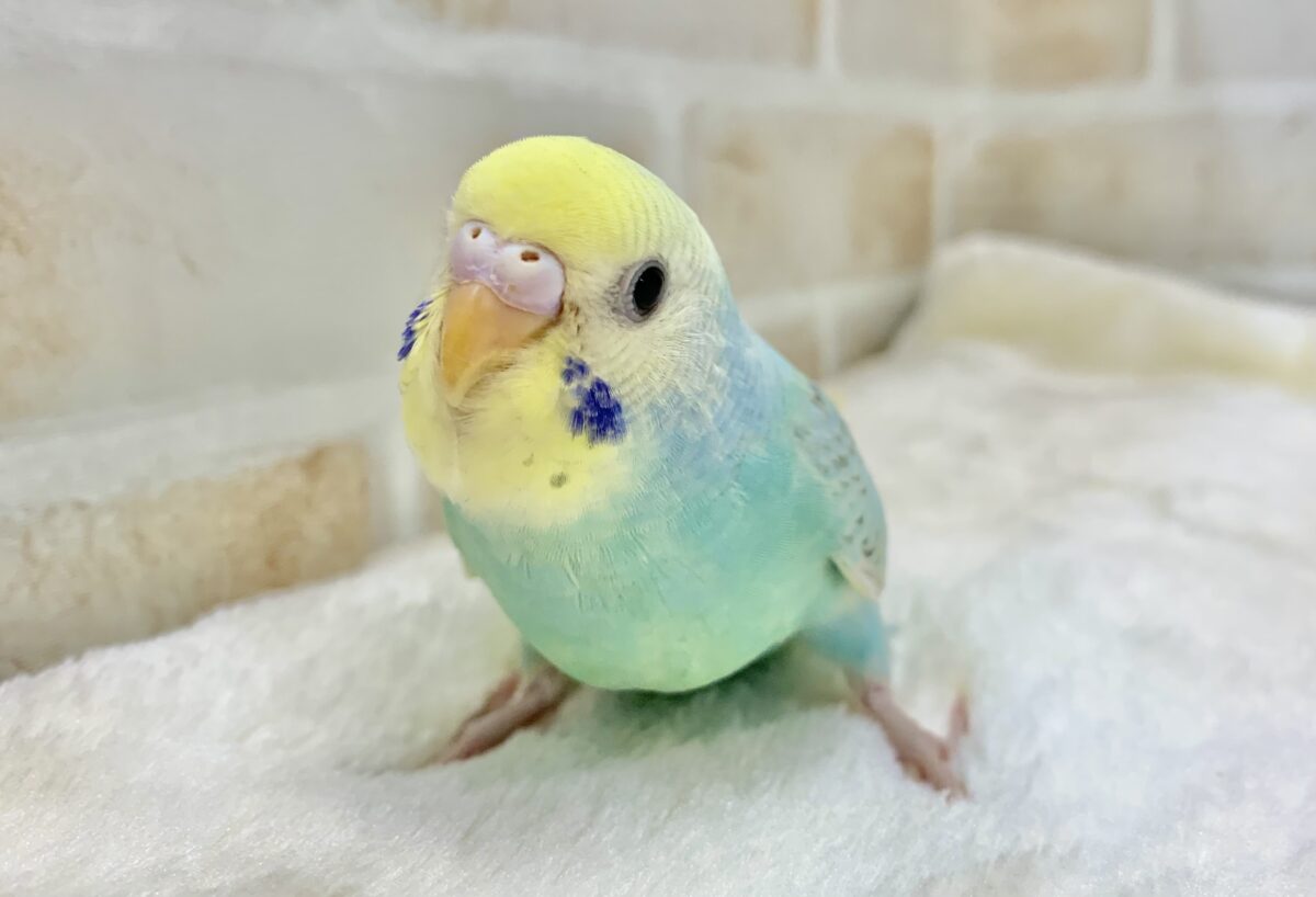 6月9日(火)【最新画像更新】めちゃキュート🥰💕　セキセイインコ（パステルレインボーパイド）