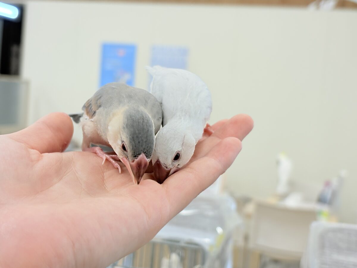 桜文鳥