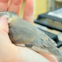 【最新画像更新🪄】風切羽にひと癖あるよ🪶🫧桜文鳥 ヒナ