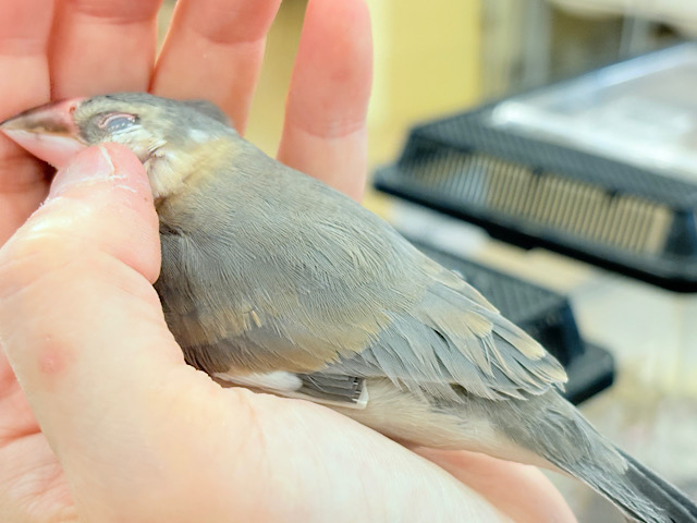 【最新画像更新🪄ひとり餌になりました‪☆】風切羽にひと癖あるよ🪶🫧桜文鳥 ヒナ