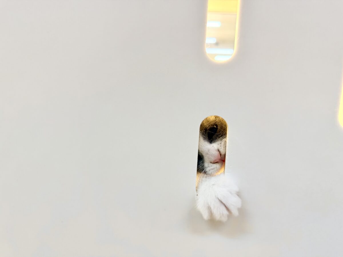 ブリティッシュショートヘア