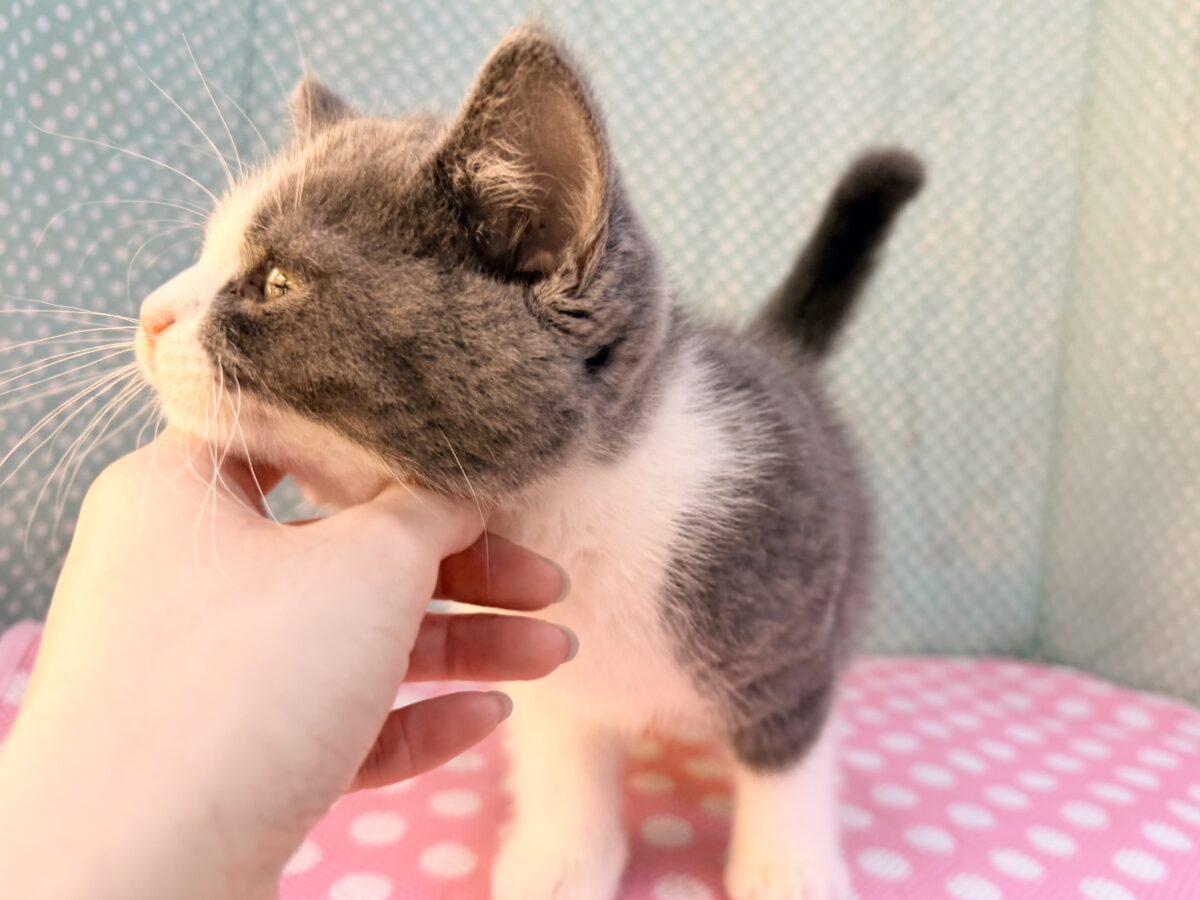 ブリティッシュショートヘア