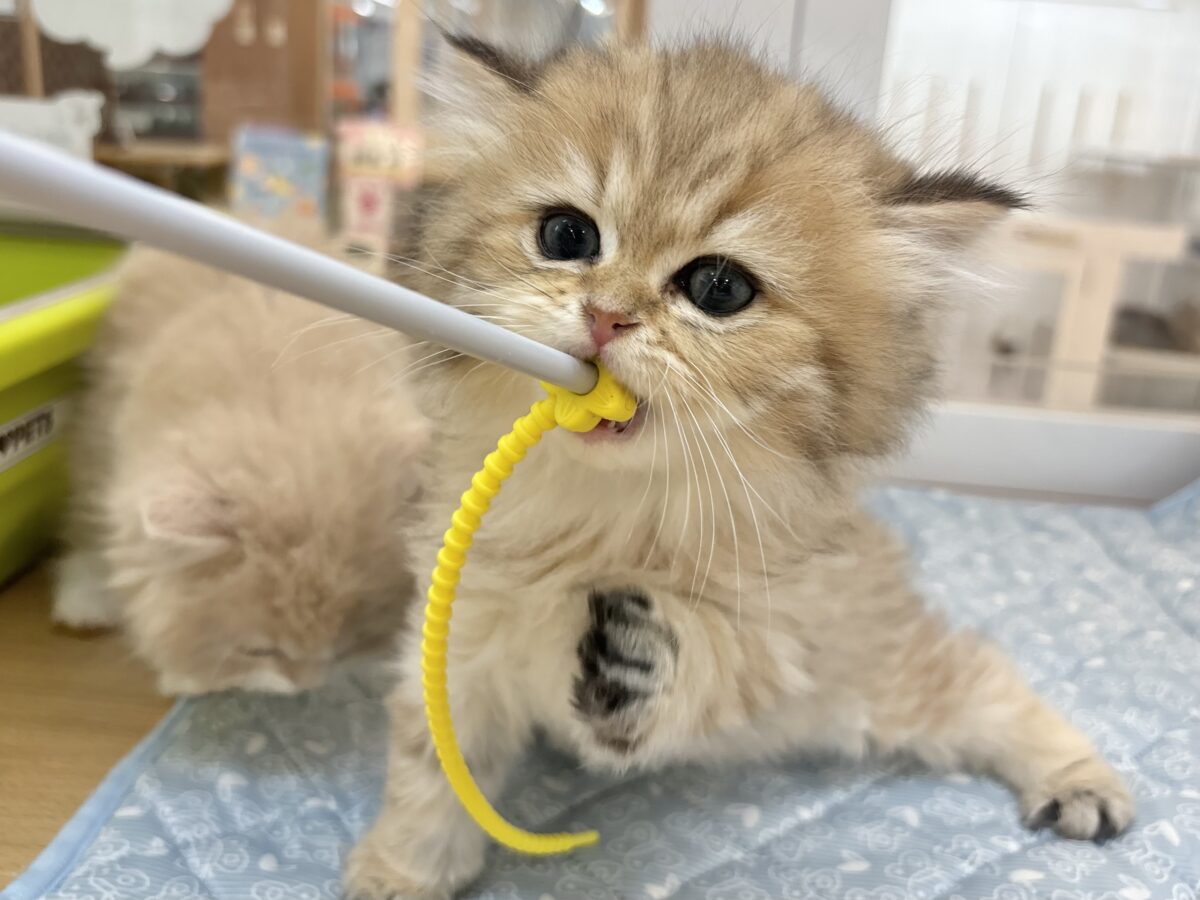 ブリティッシュショートヘア