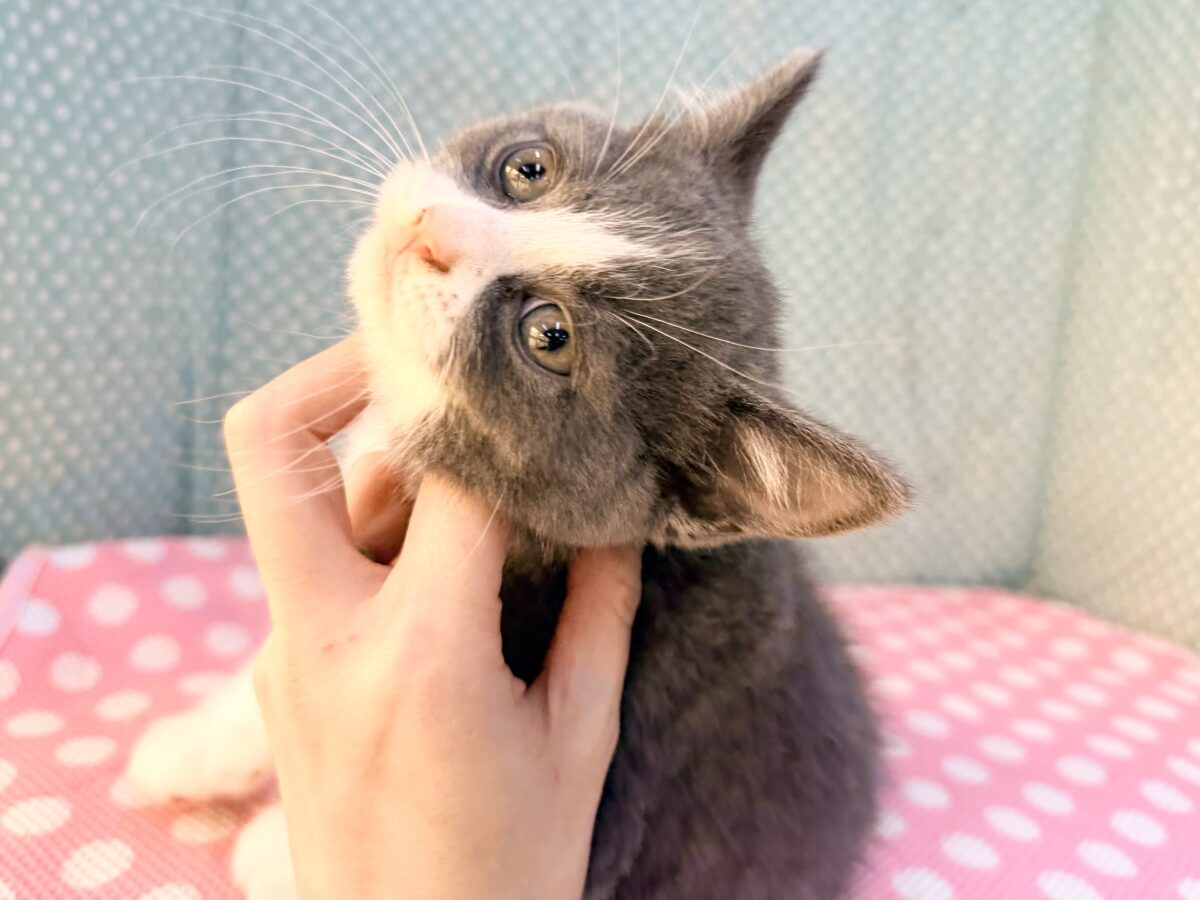 ブリティッシュショートヘア