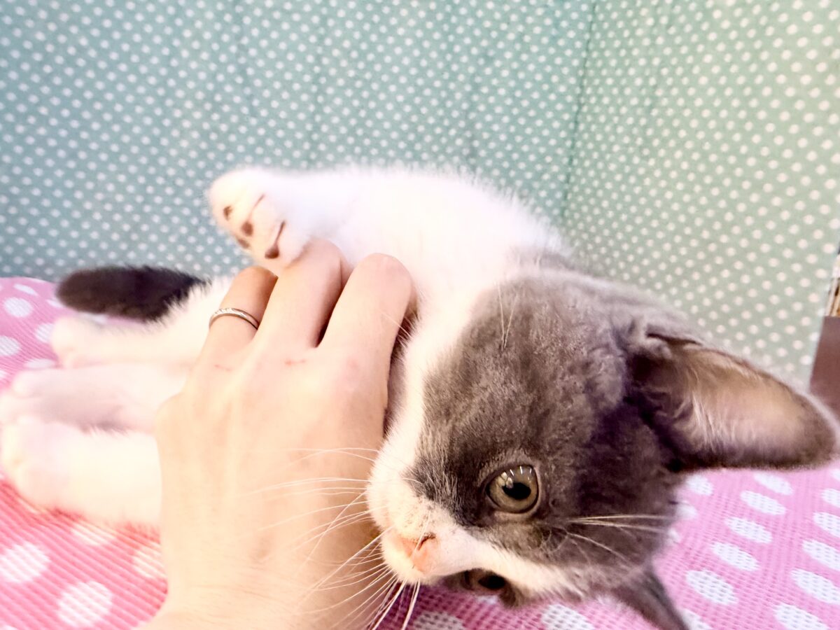 ブリティッシュショートヘア