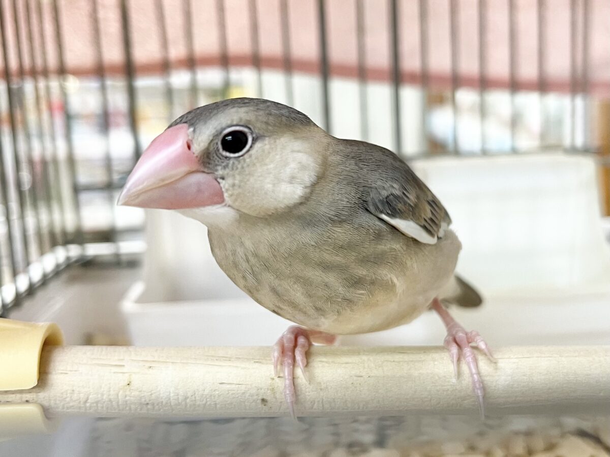 桜文鳥