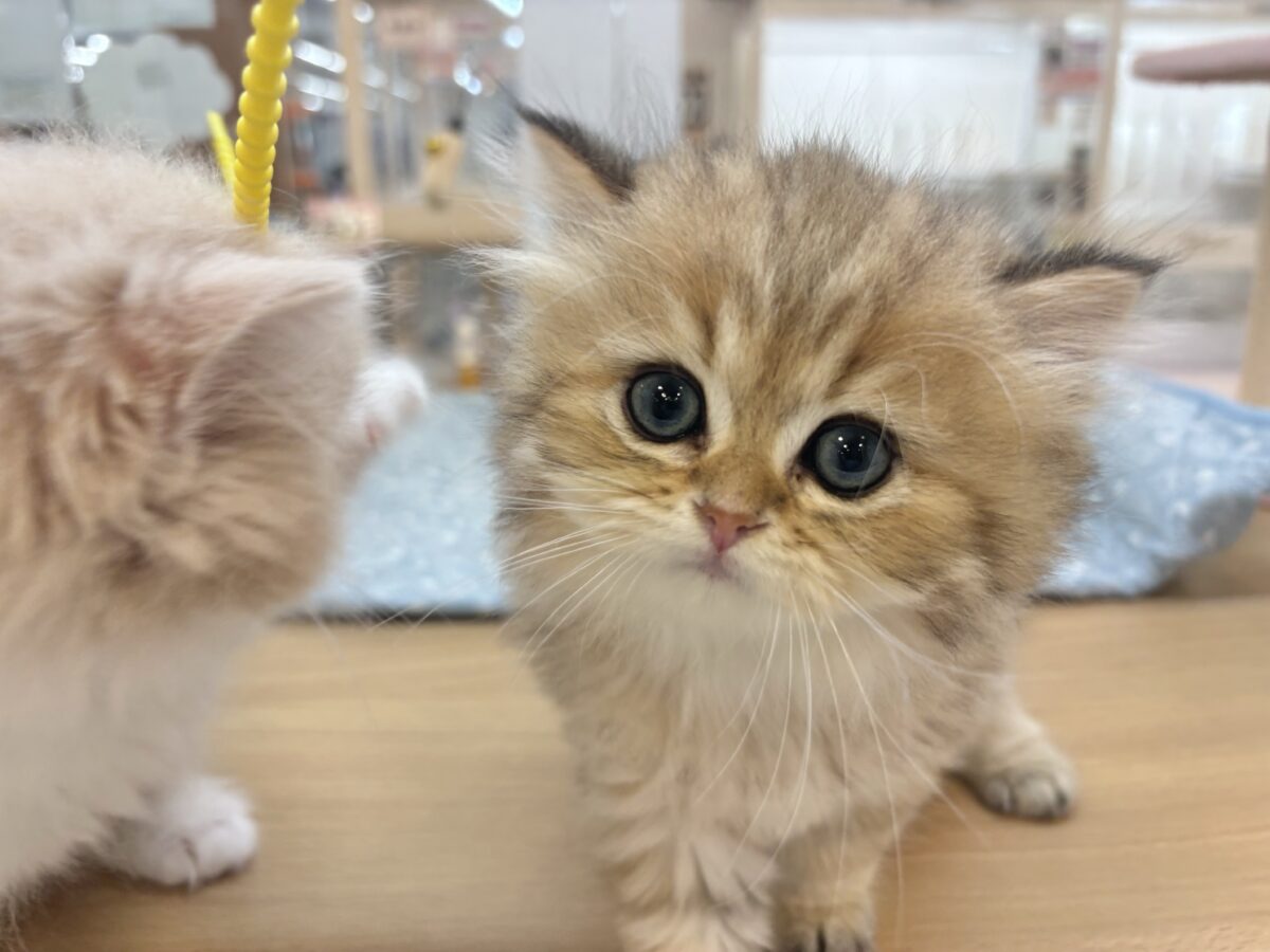 ブリティッシュショートヘア