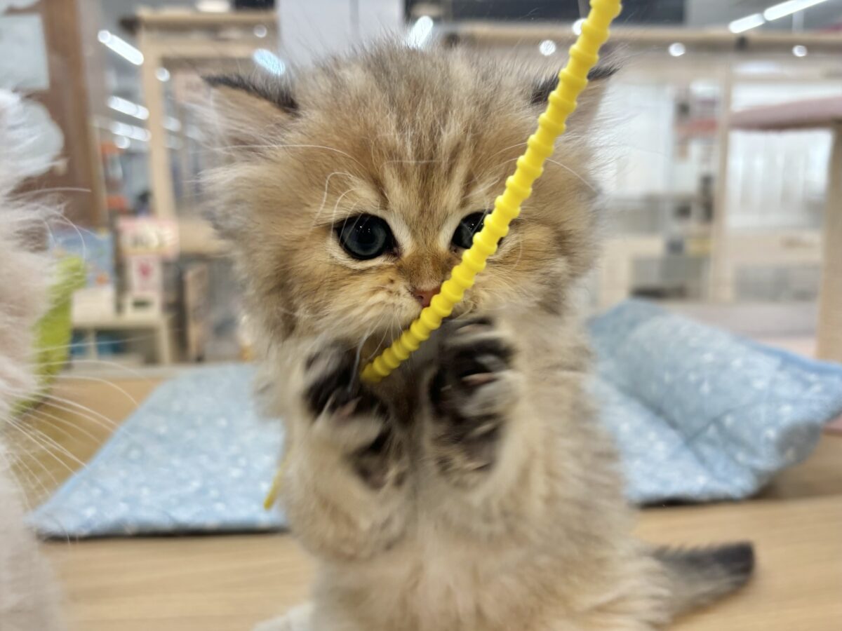 ブリティッシュショートヘア