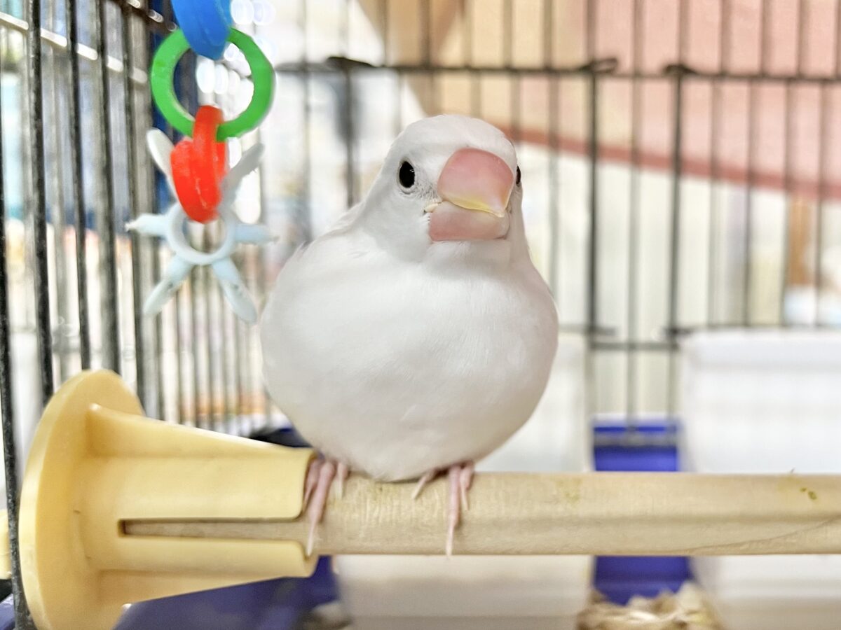 白文鳥