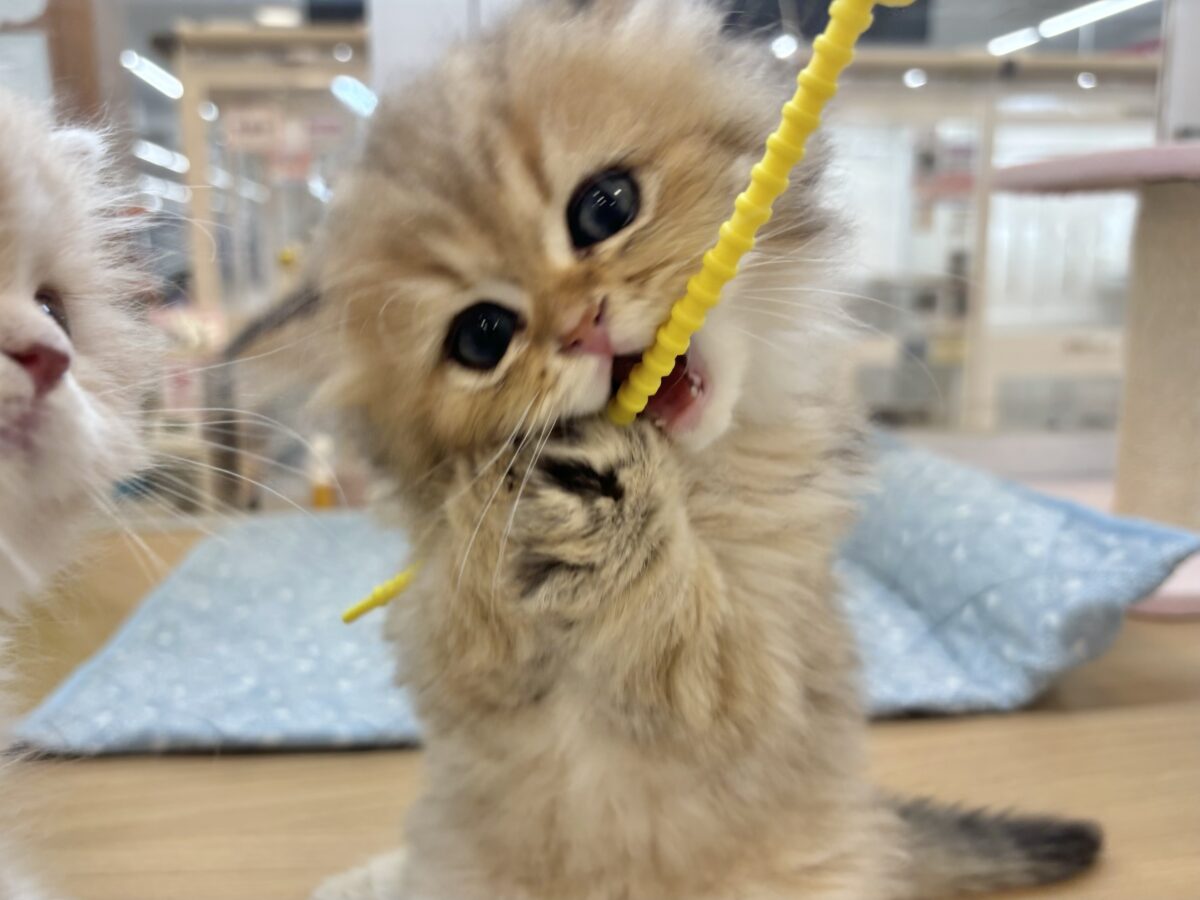 ブリティッシュショートヘア