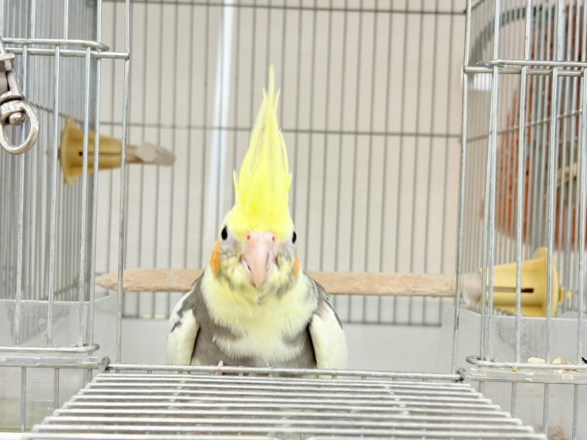 オカメインコ