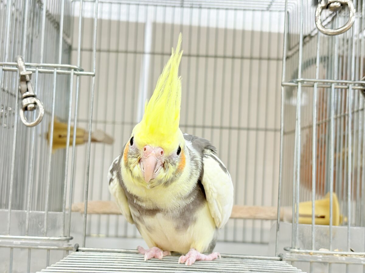オカメインコ