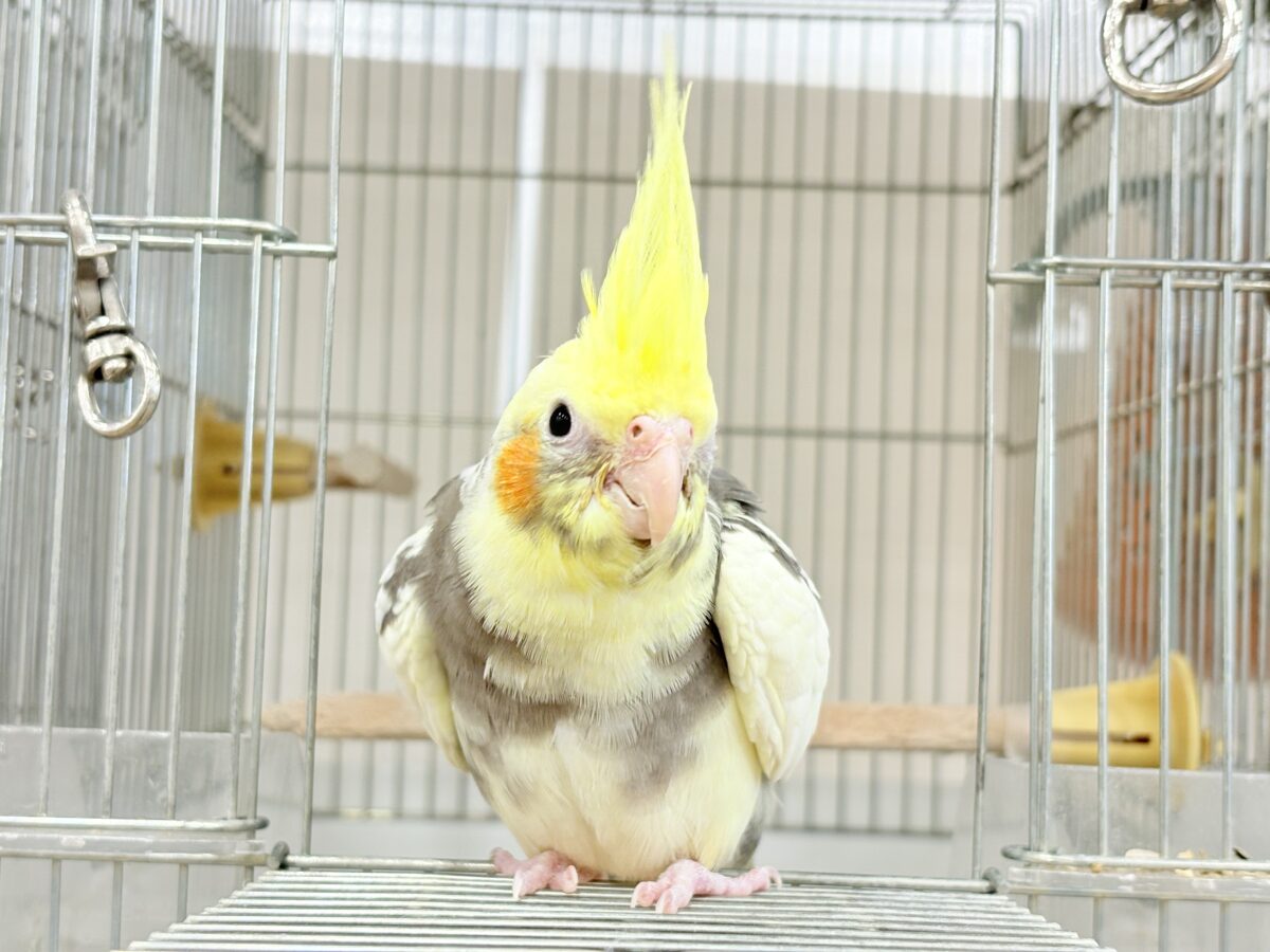 オカメインコ