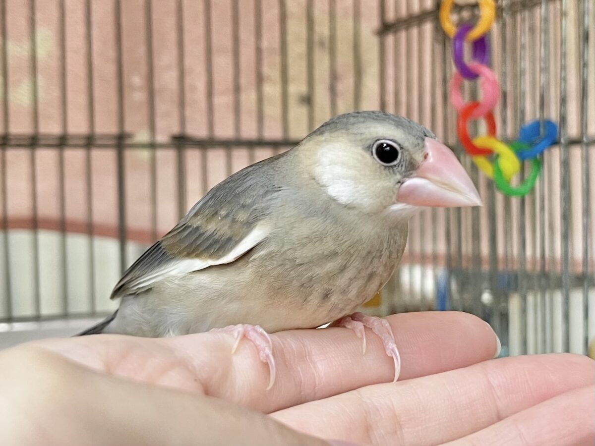 桜文鳥