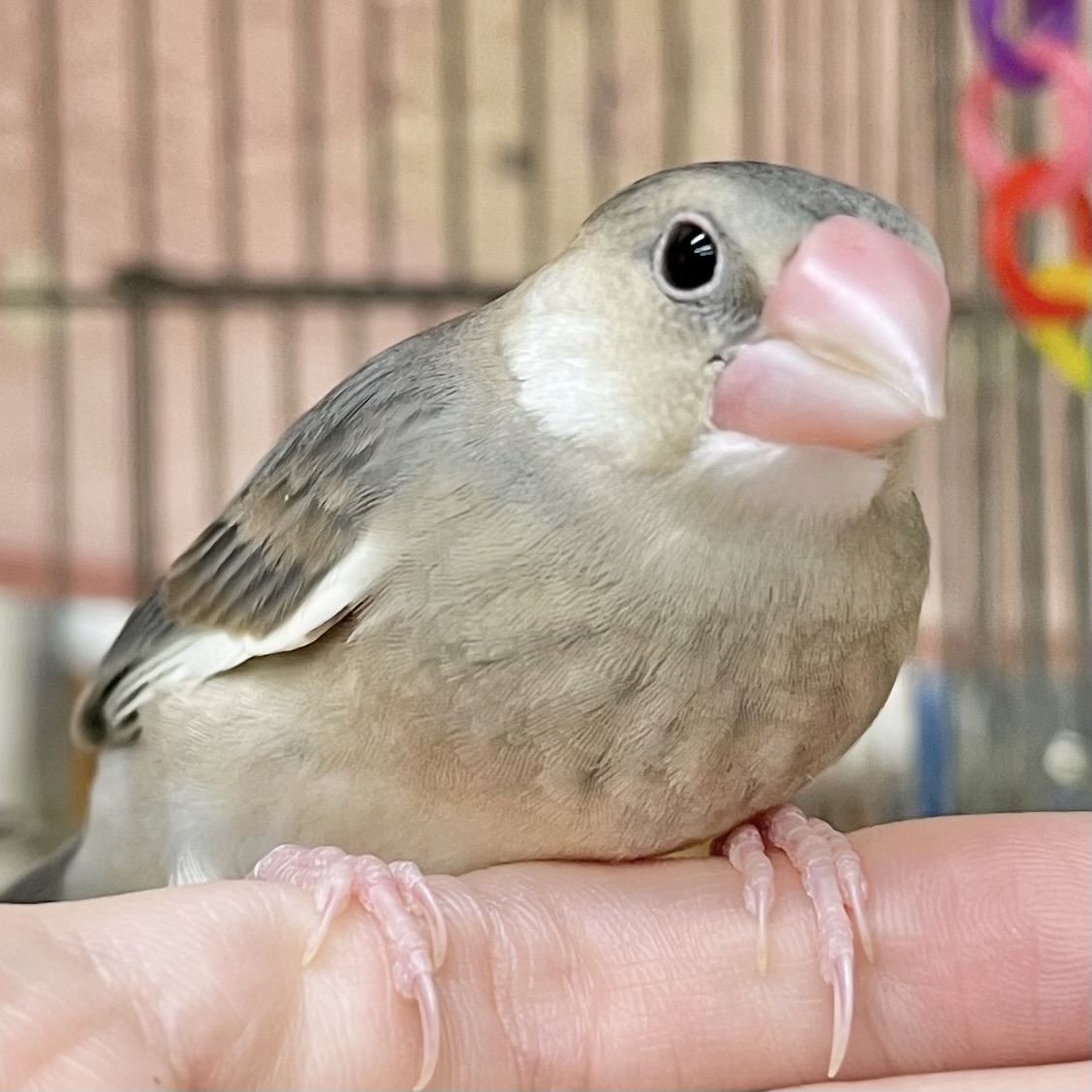 【🆙最新画像あり‼️】大人になったらどんな色〜❓❓　桜文鳥