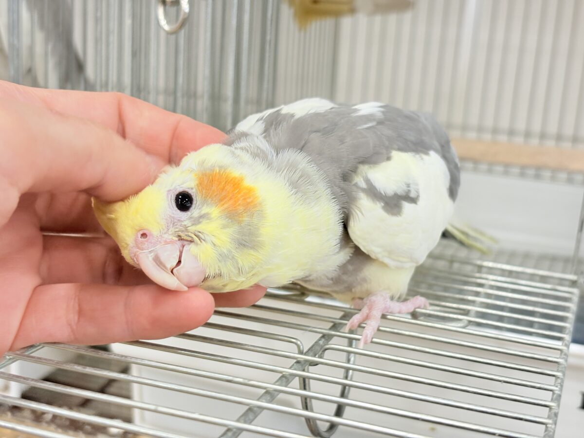 オカメインコ
