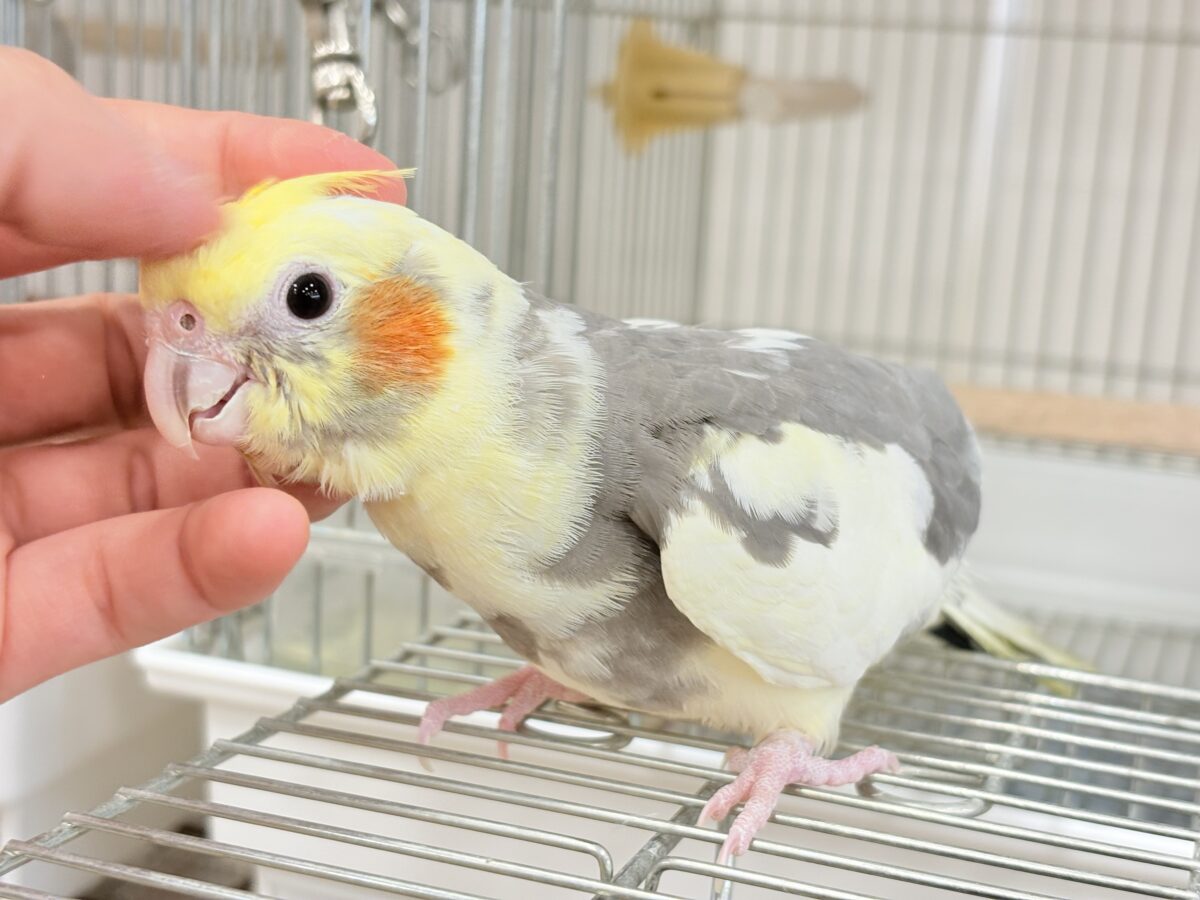 オカメインコ