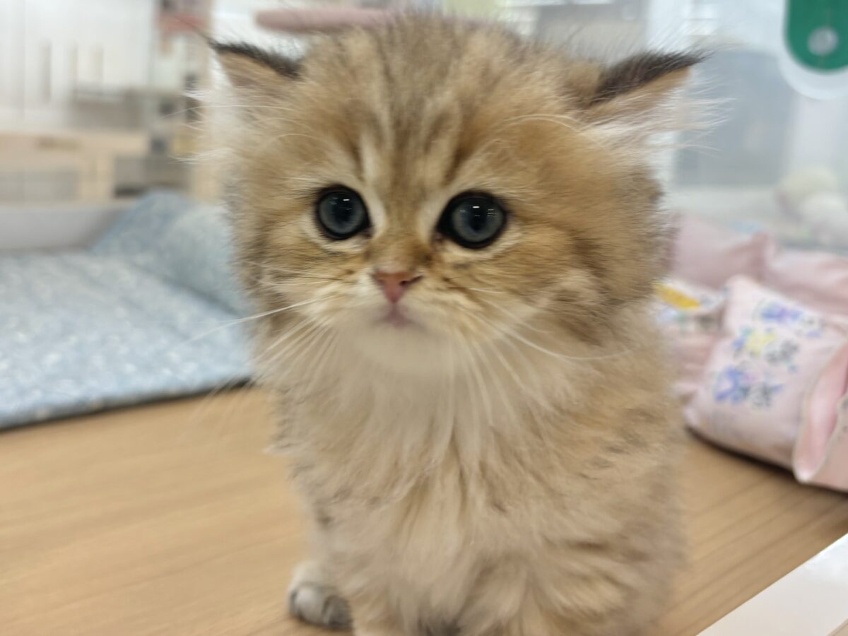 ブリティッシュショートヘア