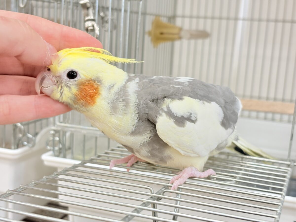オカメインコ