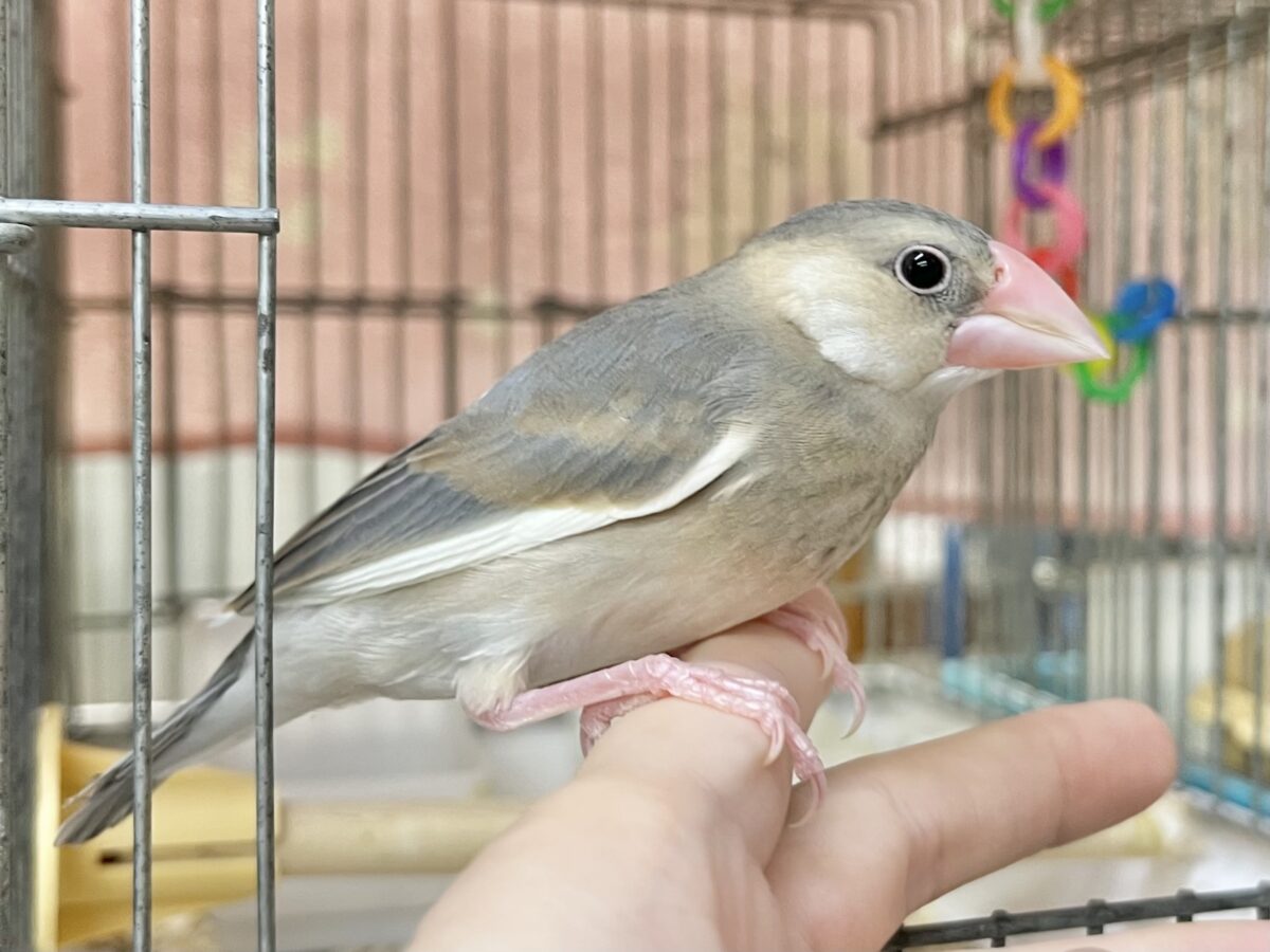 桜文鳥