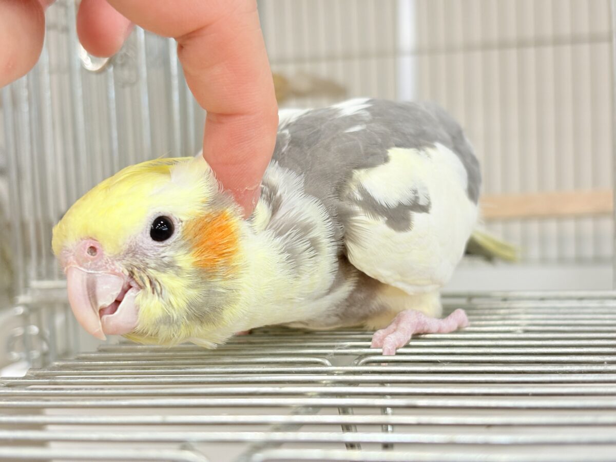 オカメインコ