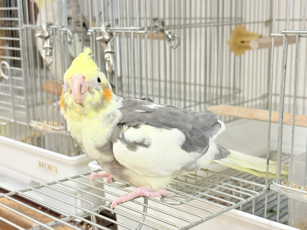 オカメインコ